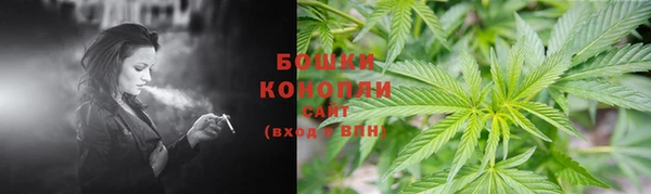 прущие грибы Абаза